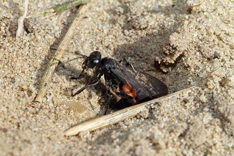 Spring wasp