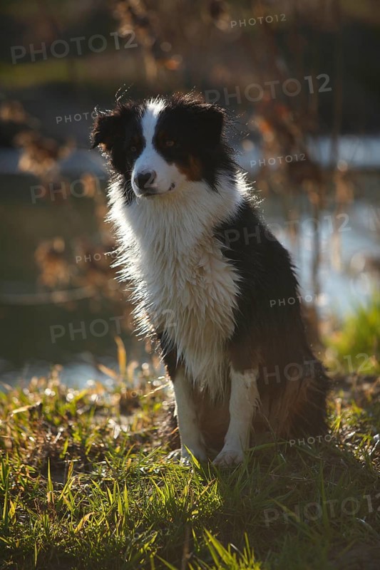 Australian Shepherd