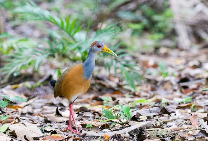 Grey-necked Wood-rail