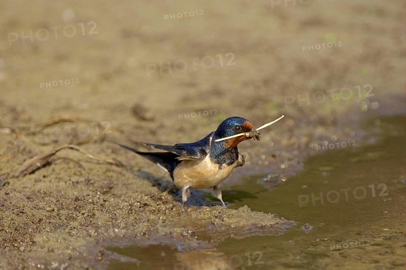 Barn Swallow