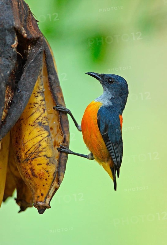 Orange-bellied Flowerpecker