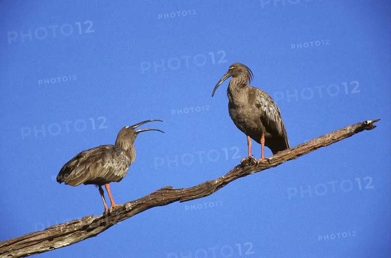 Plumbeous plumbeous ibis