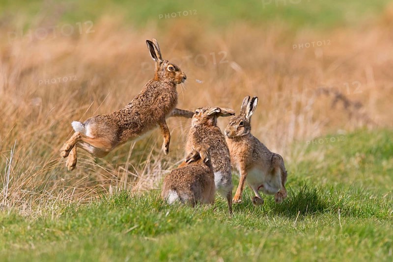 European Hare