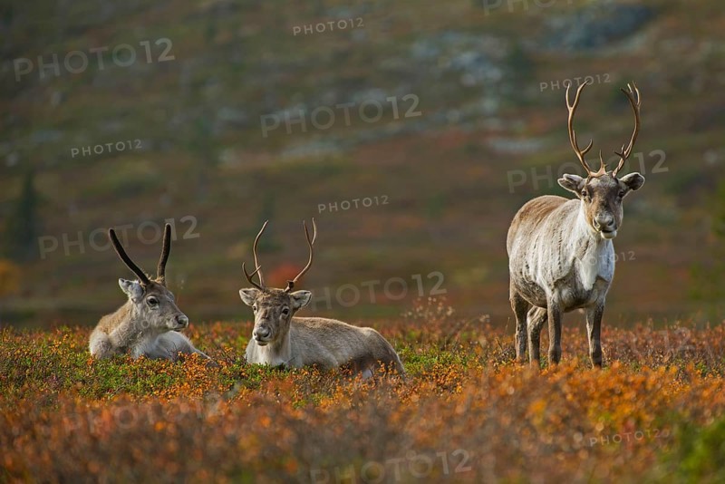 Reindeer