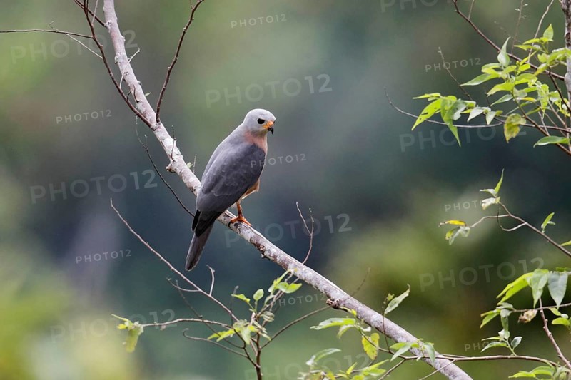 Variable Goshawk
