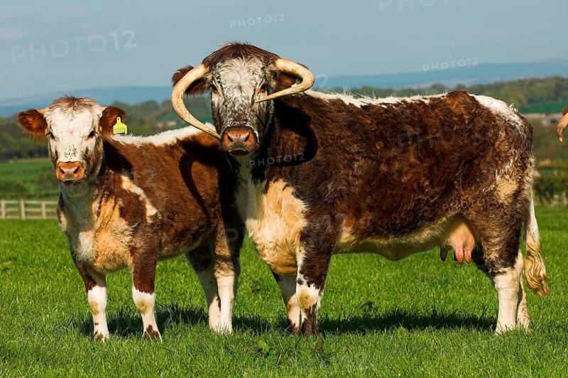 Domestic cattle