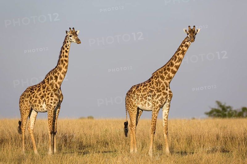 Masai giraffe