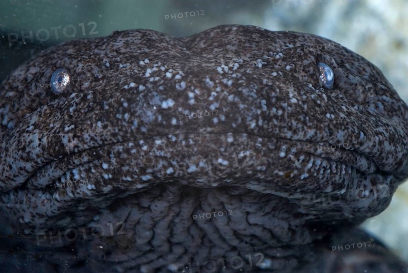 Hellbender