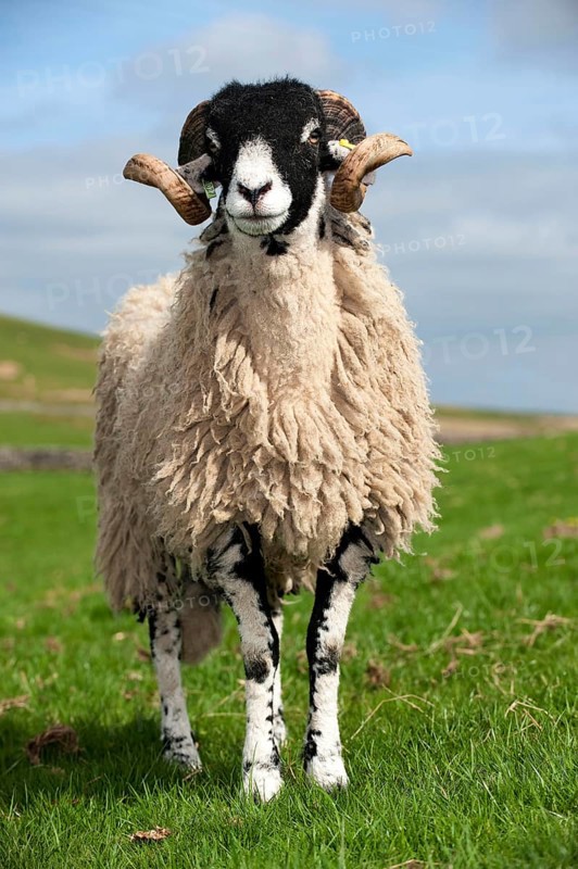 Domestic Sheep