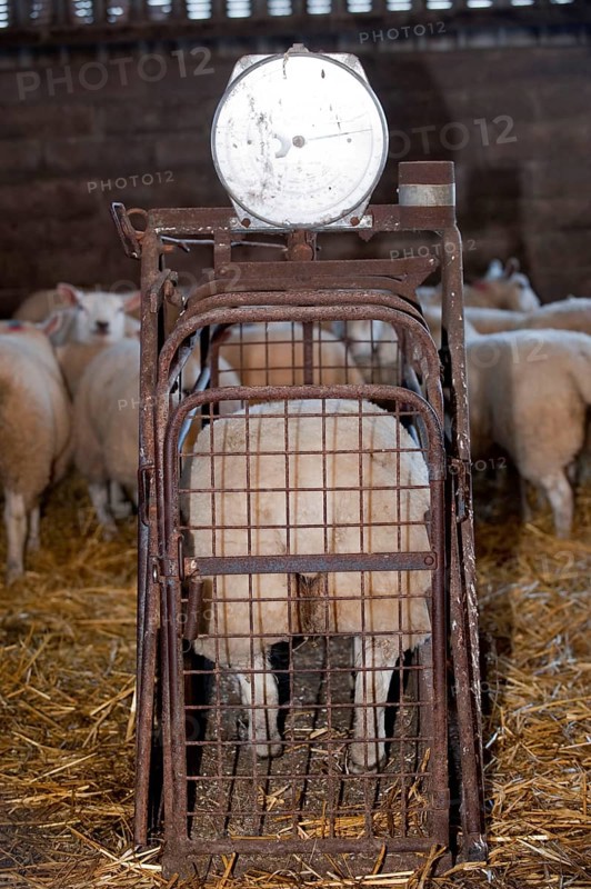 Sheep farming