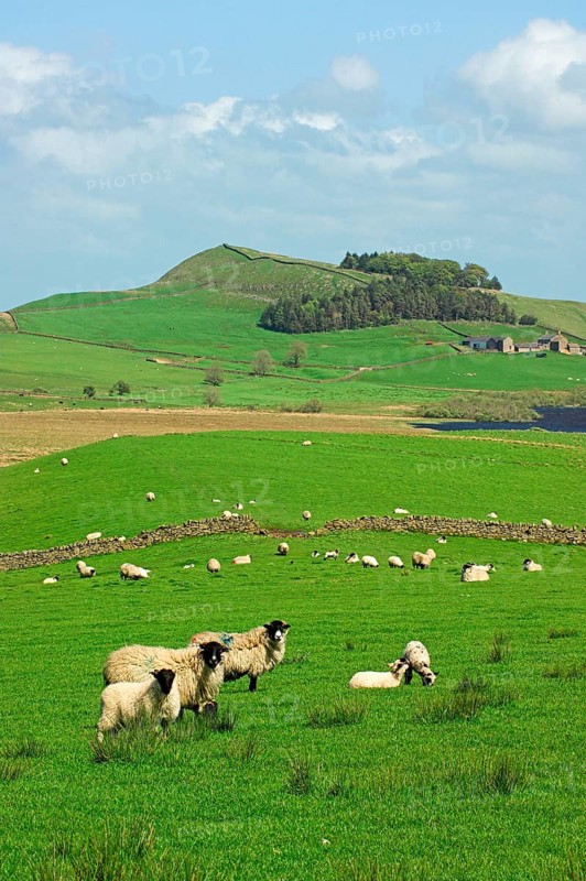Domestic Sheep