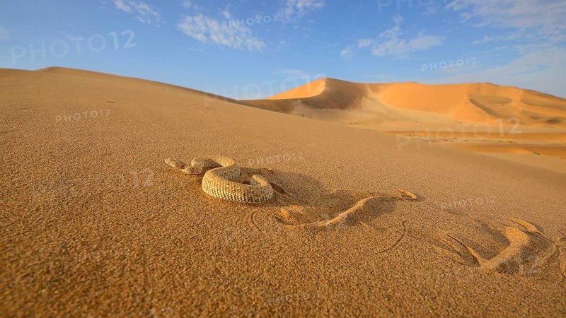 Peringuey's Adder adult
