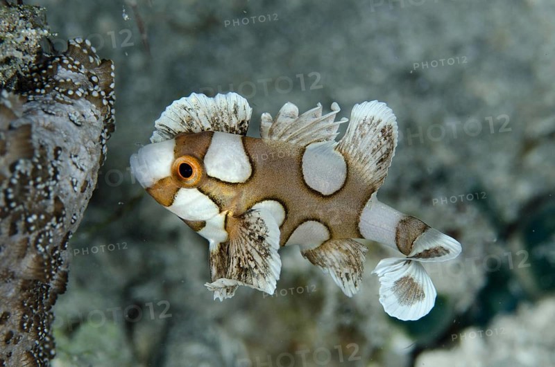 Many-spotted Sweetlips