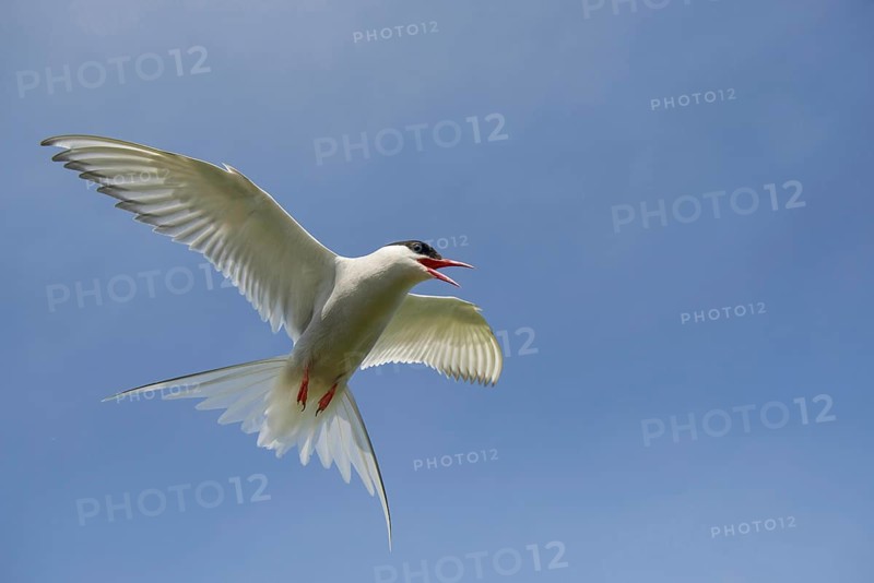 Arctic terns