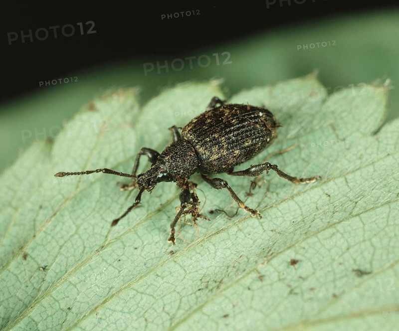 Black vine weevil