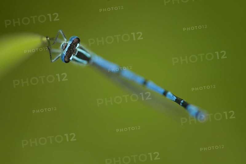 Azure Damselfly