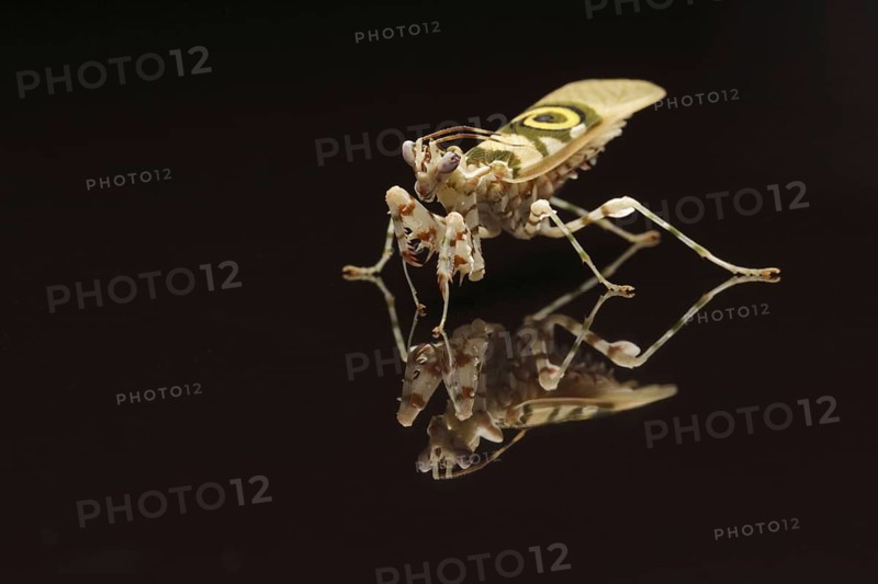 Pseudocreobotra wahlbergii Flower spiny flower mantis