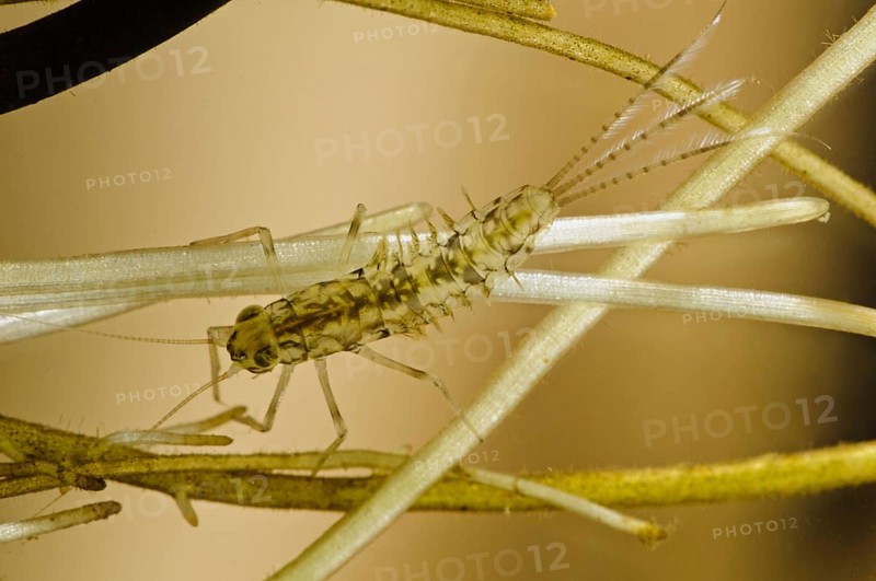 Pond olive mayfly