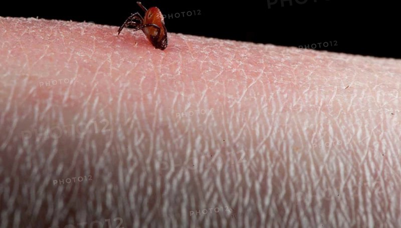Tick