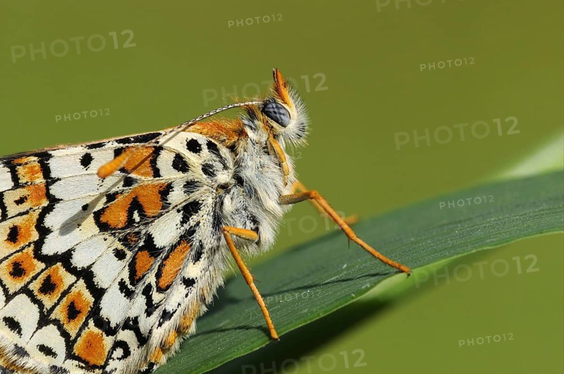 Plantain Fritillary
