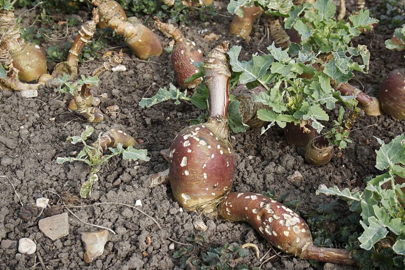 Napus napobrassica
