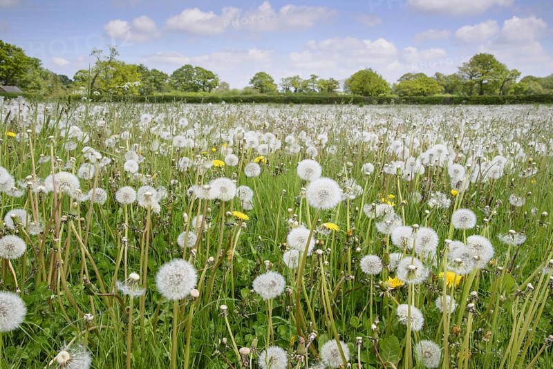 Common Dandelion
