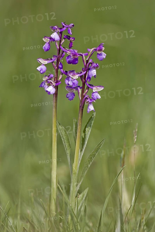 Green-winged green-winged orchid