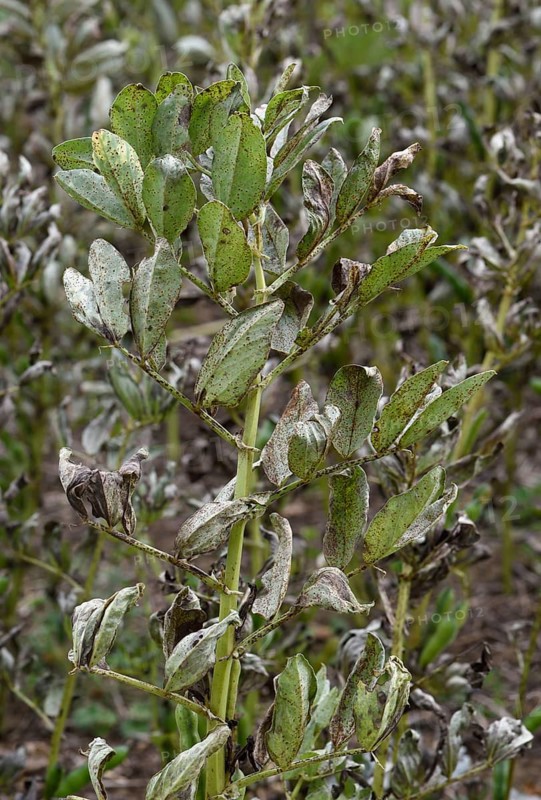 Field bean rust