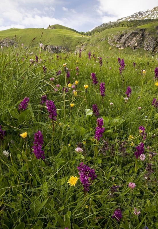 Bog meadow habitat with marsh orchids