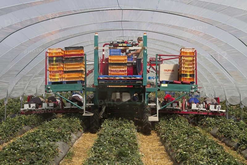 Mechanised strawberry picker