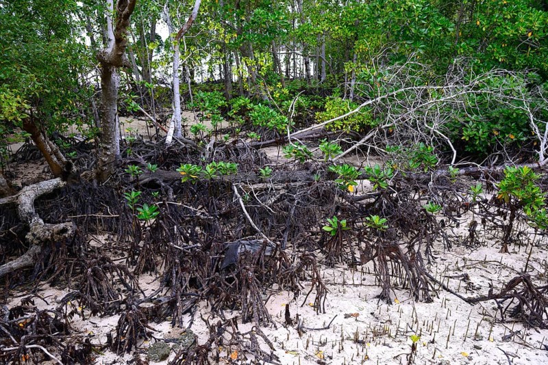 Grey mangrove