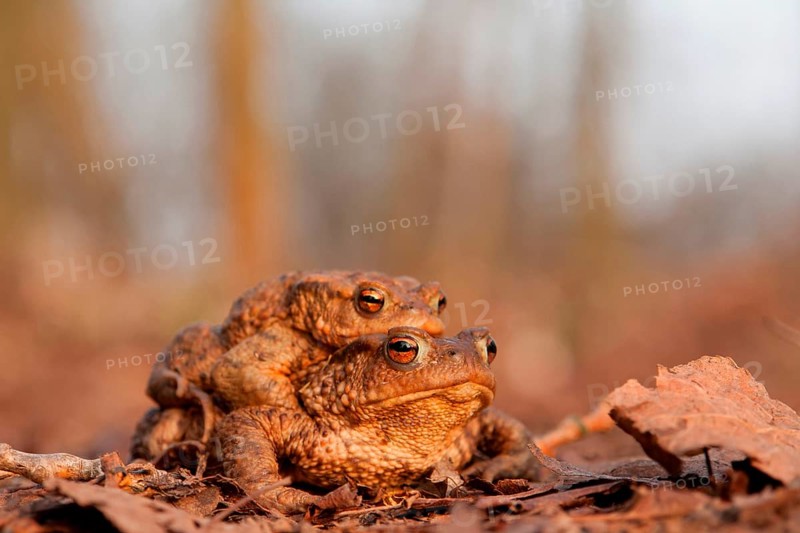 Toad migration