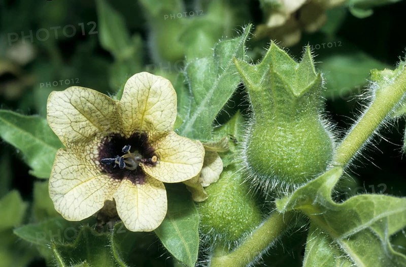 Black henbane