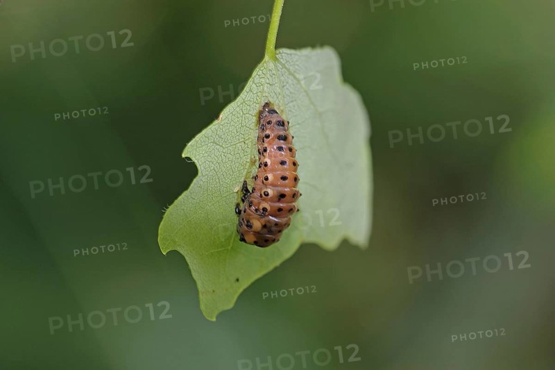 Poplar leaf beetle