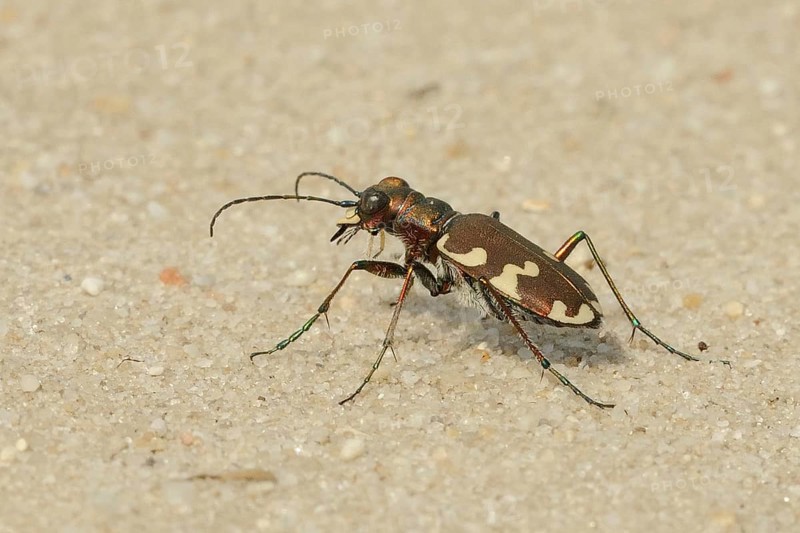 Dune Sand Beetle