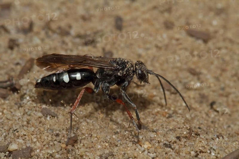 Red-legged spider wasp