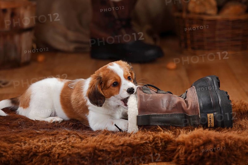 Kooikerhondje