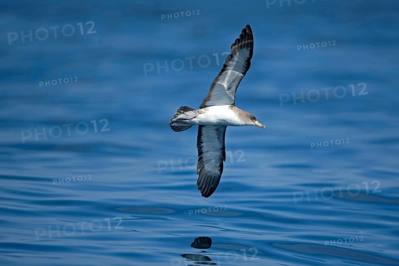 Cory's Shearwater