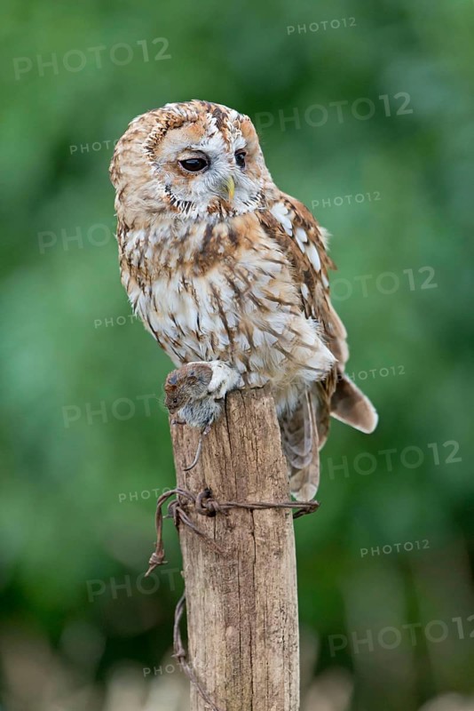Tawny Owl