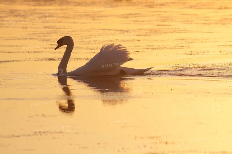Mute Swan