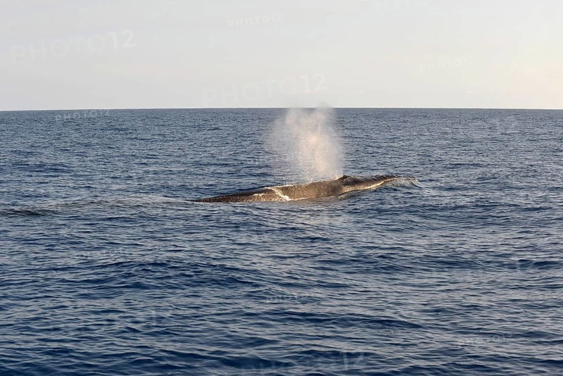 Sei Whale