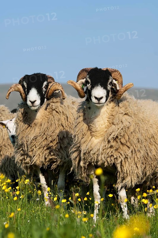 Domestic Sheep