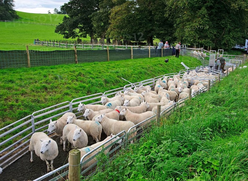 Sheep farm