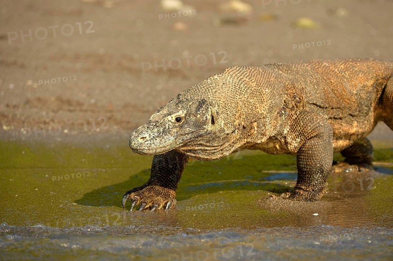 Komodo Dragon