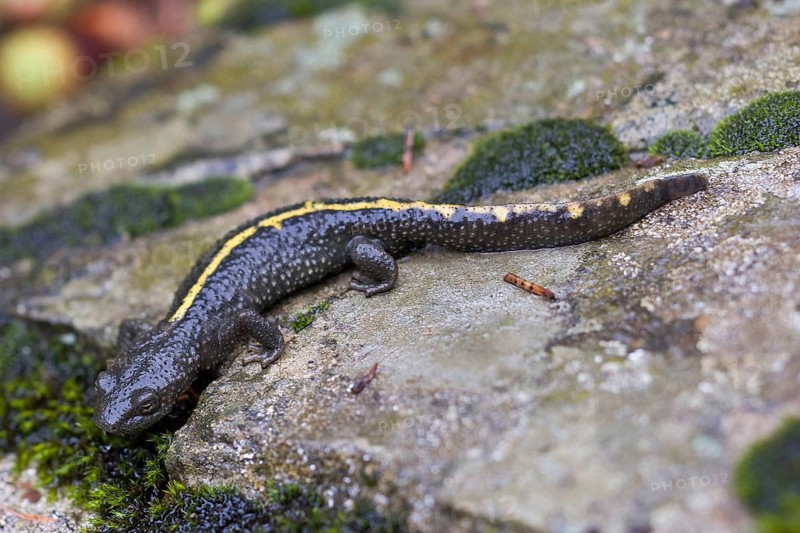 Pyrenean brook salamander