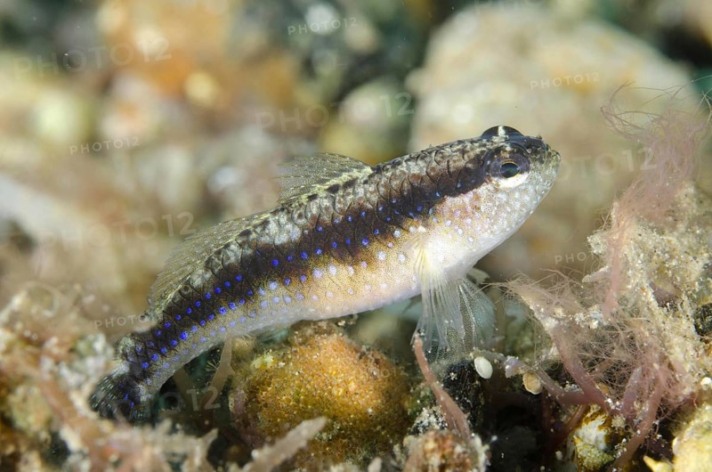 Striped Goby