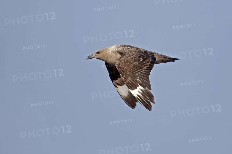 South Polar Skua