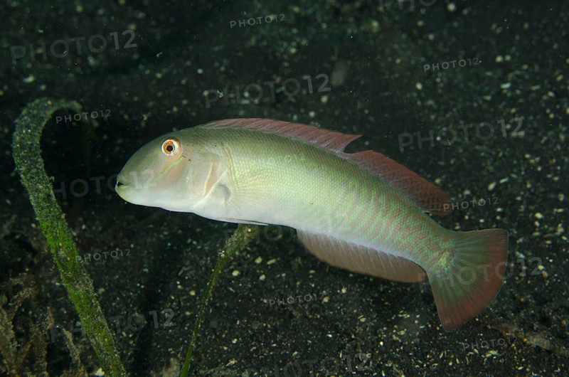 Razor Wrasse