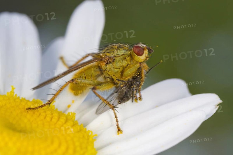Yellow Dungfly