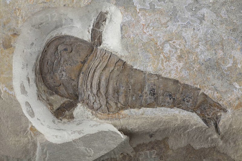Sea scorpion